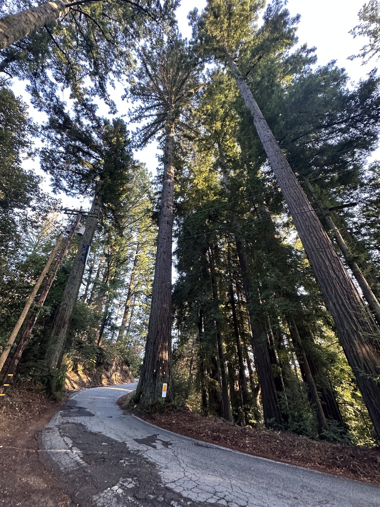 A curving path between tall tree trunks.