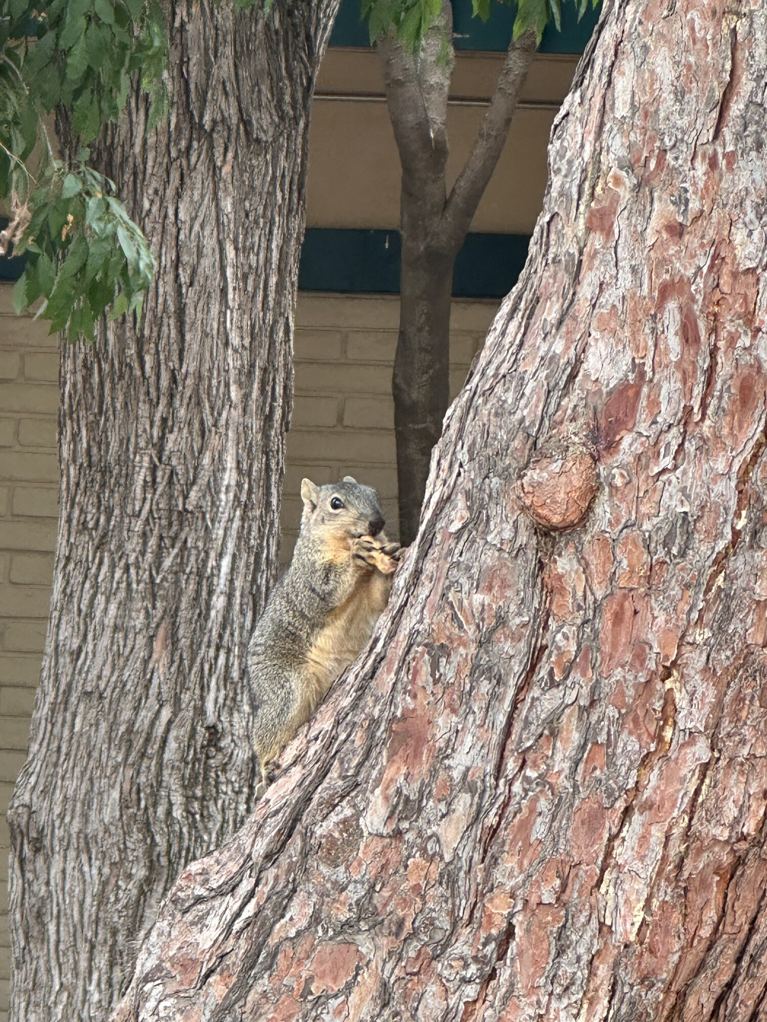 A squirrel peering around a textured tree trunk.