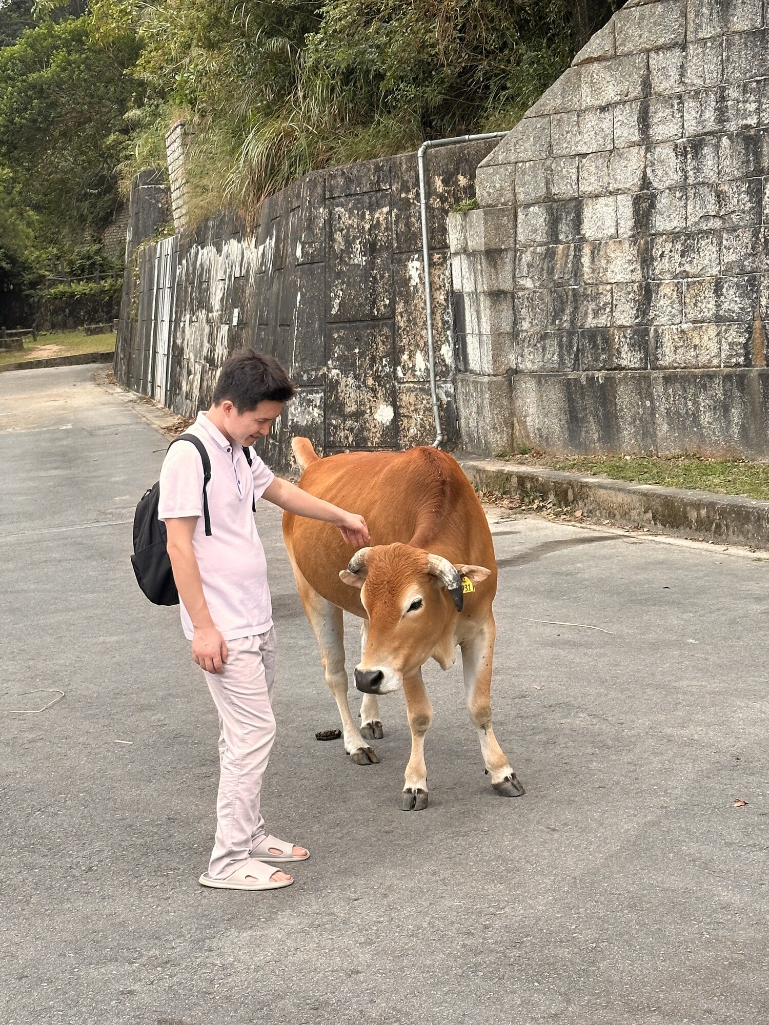 A smiling person reaching toward a brown cow beside a stone wall.
