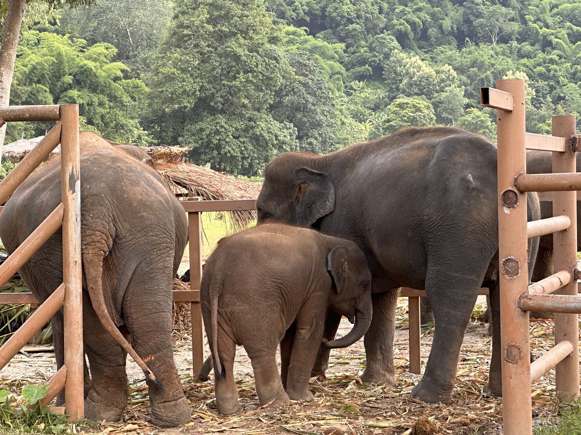 A small elephant standing close to larger elephants in an enclosure.
