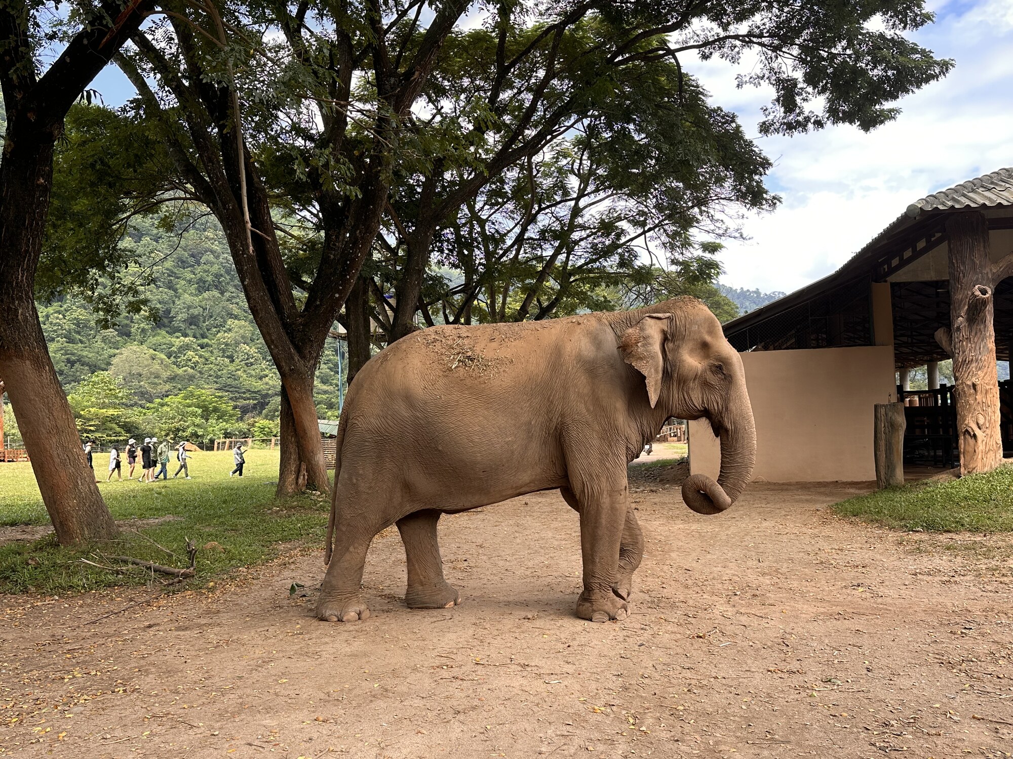 An elephant standing beneath trees with its trunk curled.