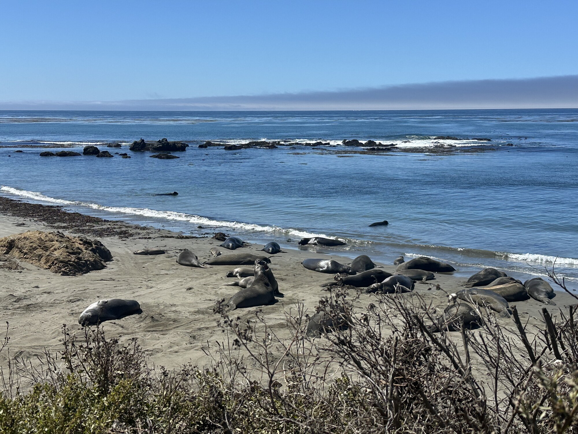 Many seals resting on sand beside the blue ocean.