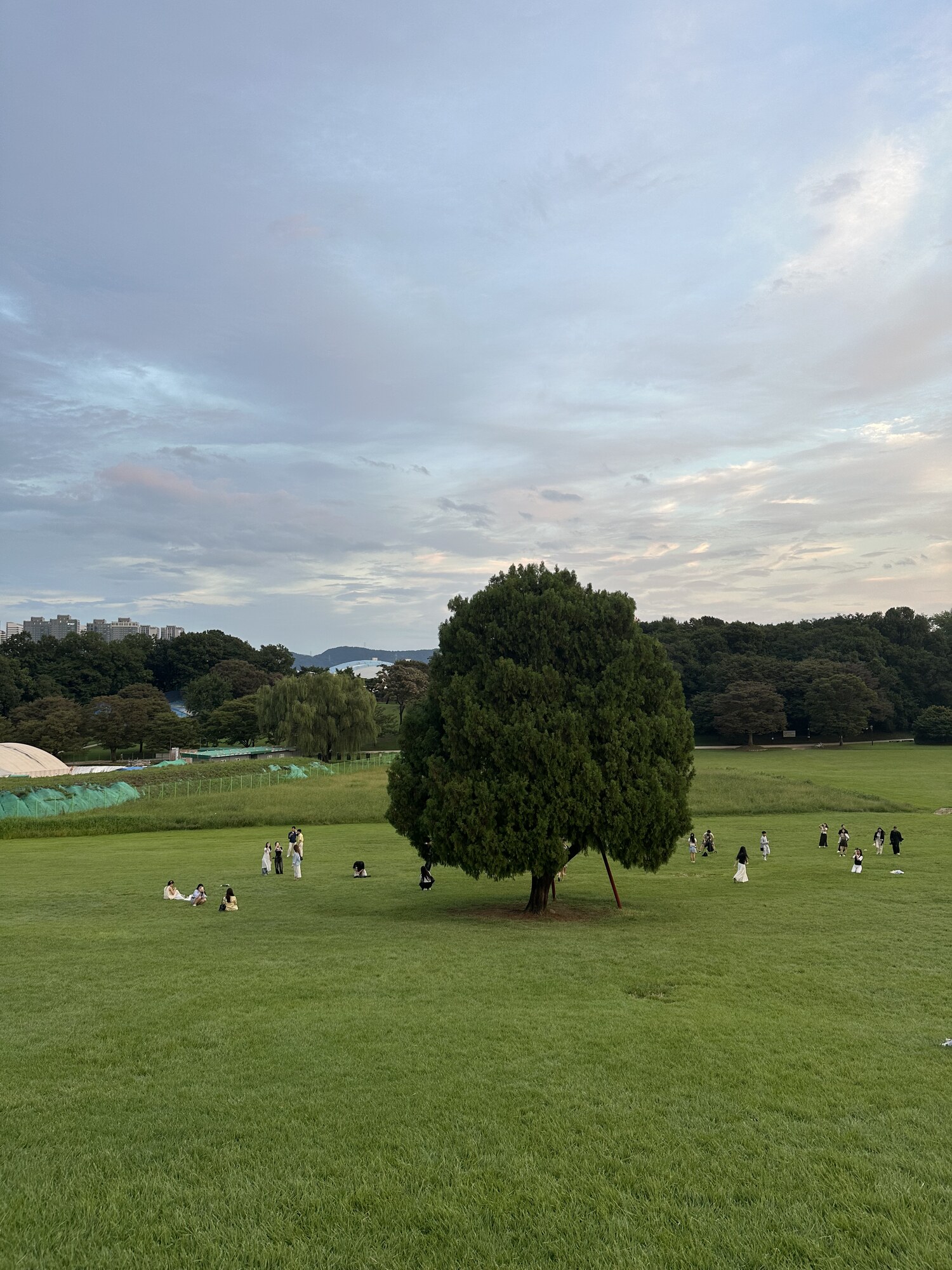 People scattered across a lawn around a broad, rounded tree.