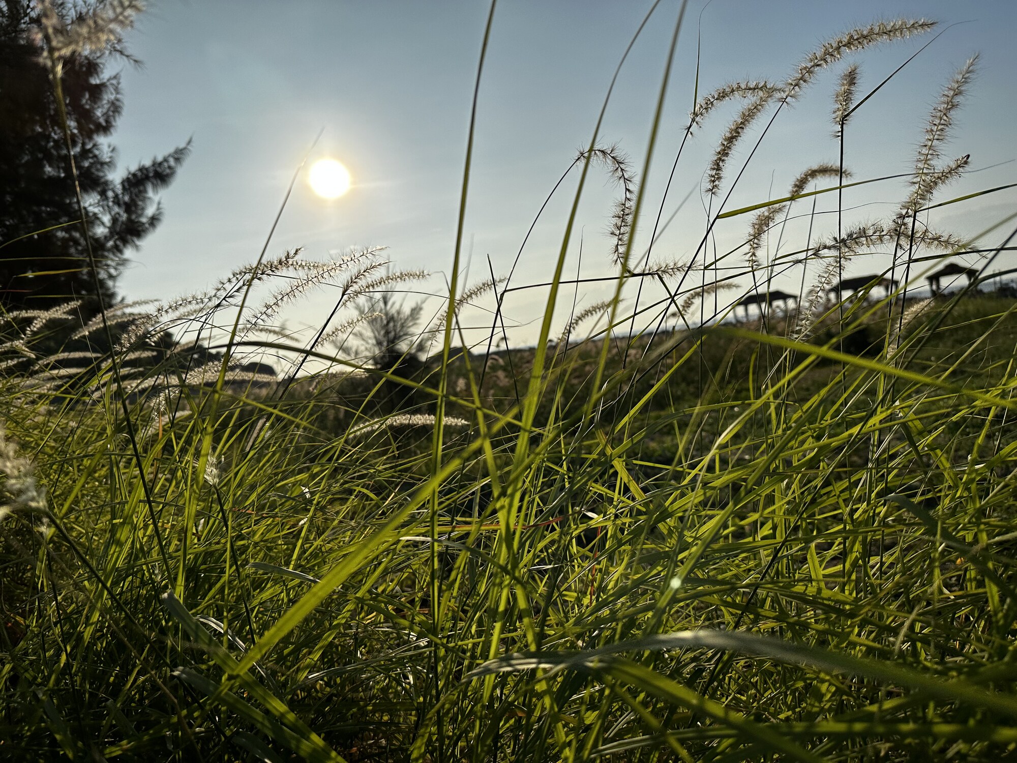 Fine grasses and seed heads illuminated by low sunlight.