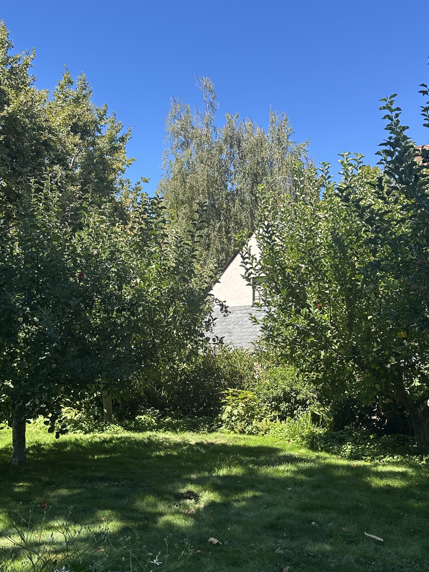 A white pointed roof glimpsed through trees above a sunlit lawn.